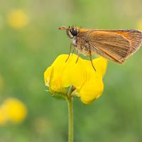 Small Skipper 10 